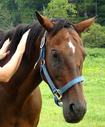 Reiki Energy Healing Treatments on Horses